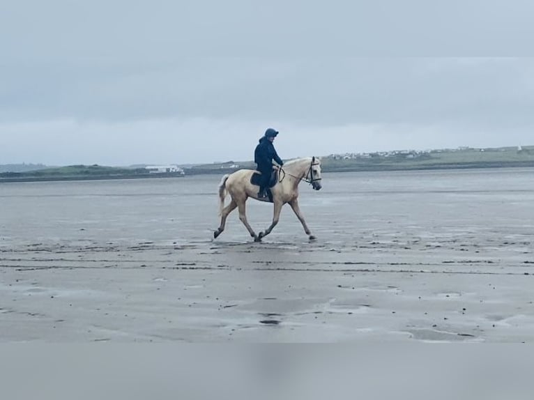 Palomino Wallach 4 Jahre 173 cm Palomino in Sligo