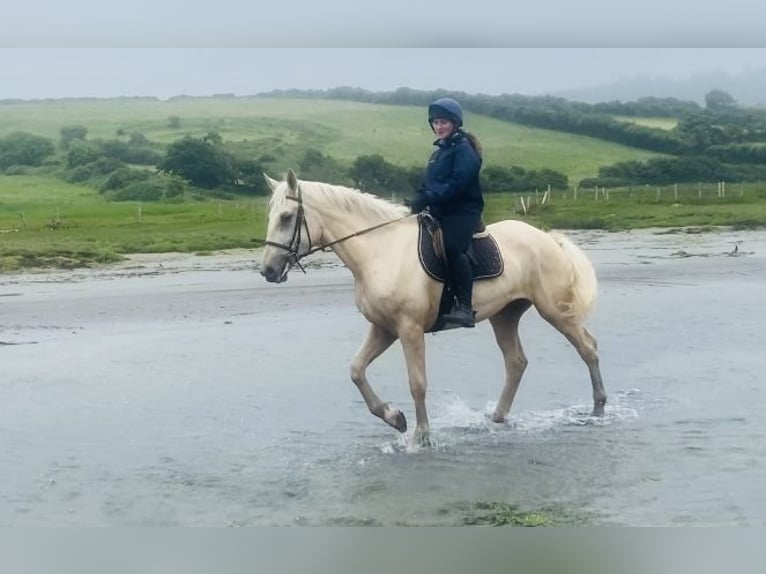 Palomino Wallach 4 Jahre 173 cm Palomino in Sligo