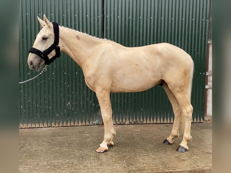 Palomino Wallach 4 Jahre 173 cm Palomino in Sligo