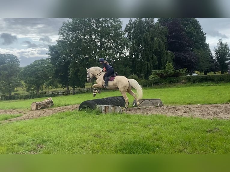 Palomino Wallach 4 Jahre 173 cm Palomino in Sligo