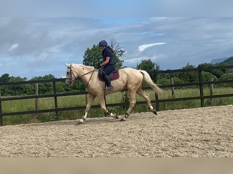 Palomino Wallach 4 Jahre 173 cm Palomino in Sligo