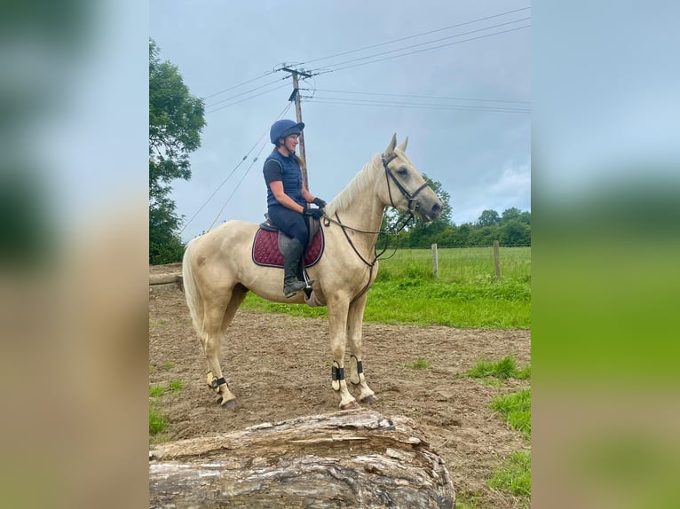 Palomino Wallach 4 Jahre 173 cm Palomino in Sligo