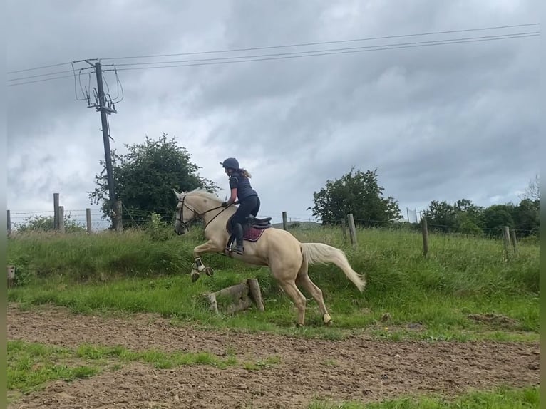 Palomino Wallach 4 Jahre 173 cm Palomino in Sligo