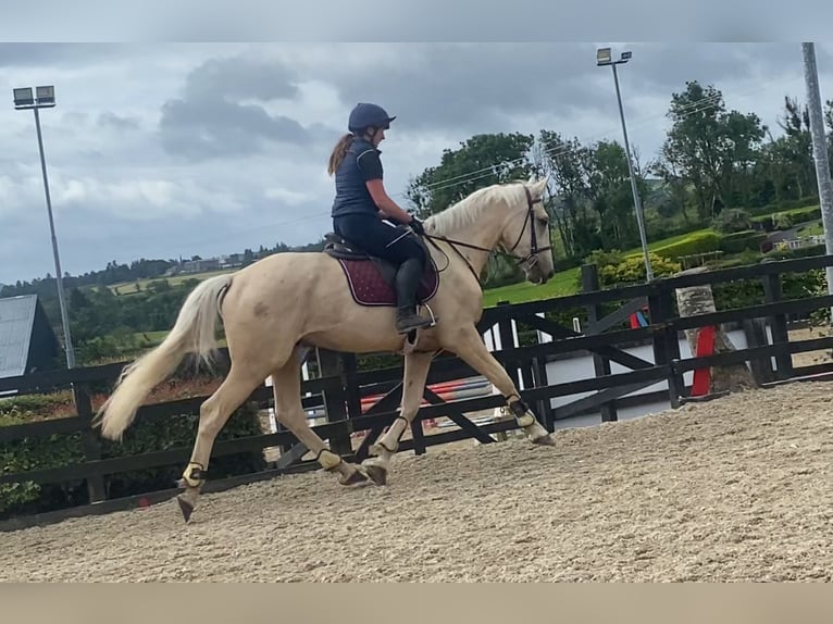 Palomino Wallach 4 Jahre 173 cm Palomino in Sligo