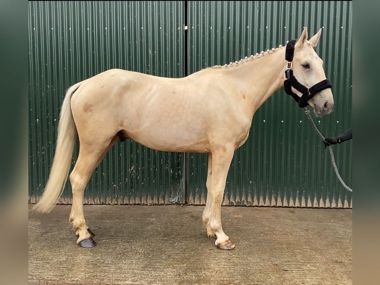 Palomino Wallach 4 Jahre 173 cm Palomino in Sligo
