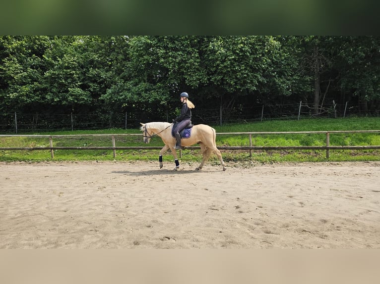 Palomino Wallach 5 Jahre 146 cm Palomino in Rümpel