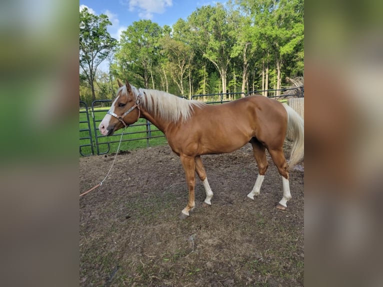 Palomino Wallach 5 Jahre 152 cm Palomino in Green Pond