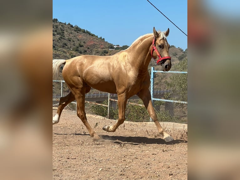 Palomino Mix Wallach 5 Jahre 168 cm Palomino in Malaga