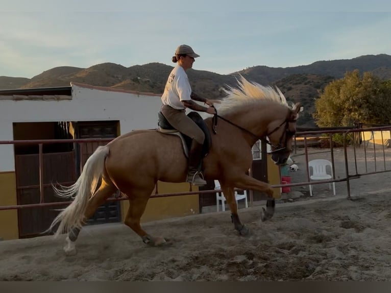 Palomino Mix Wallach 5 Jahre 168 cm Palomino in Malaga