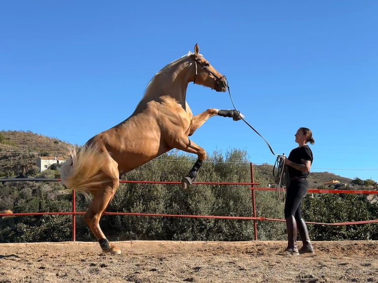 Palomino Mix Wallach 5 Jahre 168 cm Palomino in Malaga