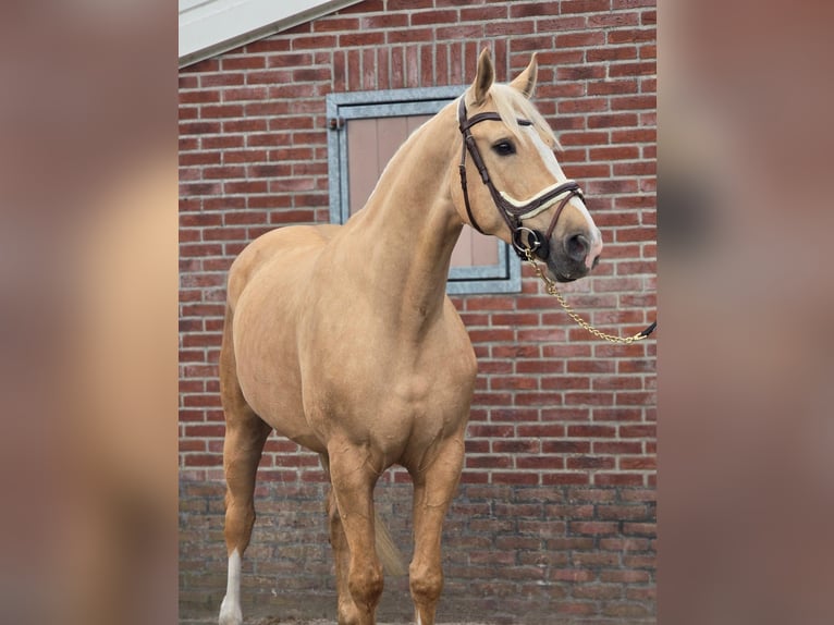 Palomino Wallach 5 Jahre 171 cm Palomino in Someren