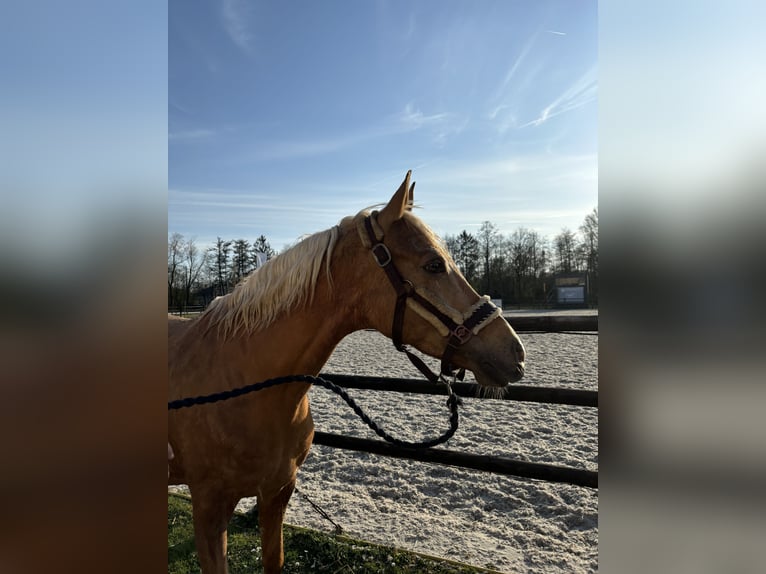 Palomino Wallach 7 Jahre 148 cm Palomino in Schilde