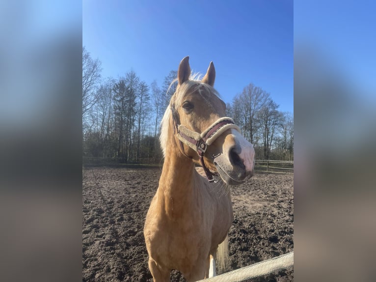 Palomino Wallach 7 Jahre 148 cm Palomino in Schilde