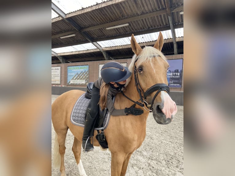 Palomino Wallach 7 Jahre 148 cm Palomino in Schilde