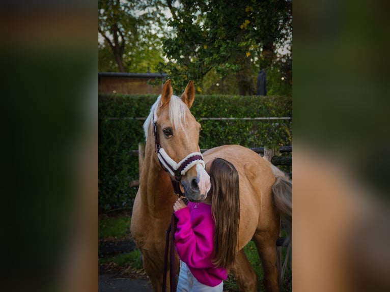 Palomino Wallach 7 Jahre 148 cm Palomino in Schilde