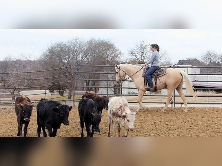 Palomino Wallach 7 Jahre 152 cm Palomino in Belfast