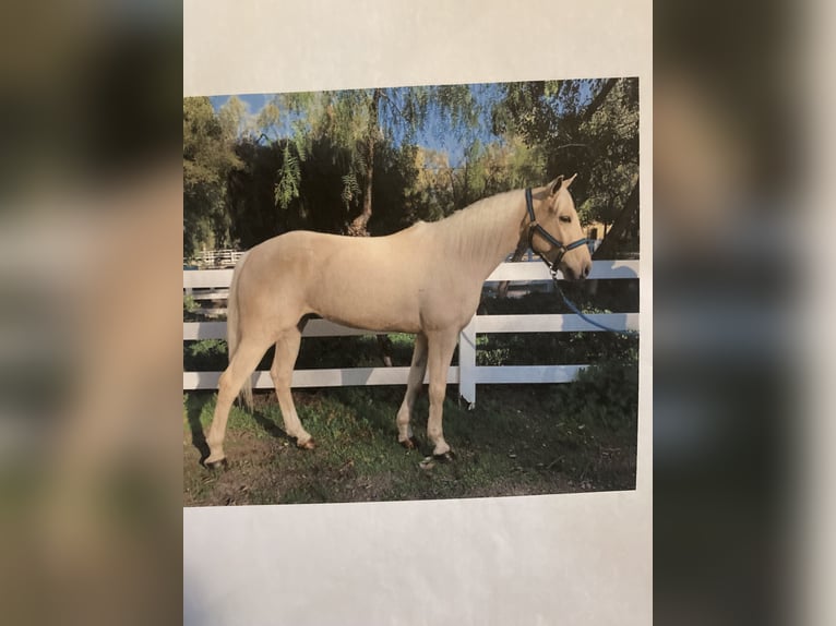 Palomino Wallach 8 Jahre 142 cm Palomino in Vallecito