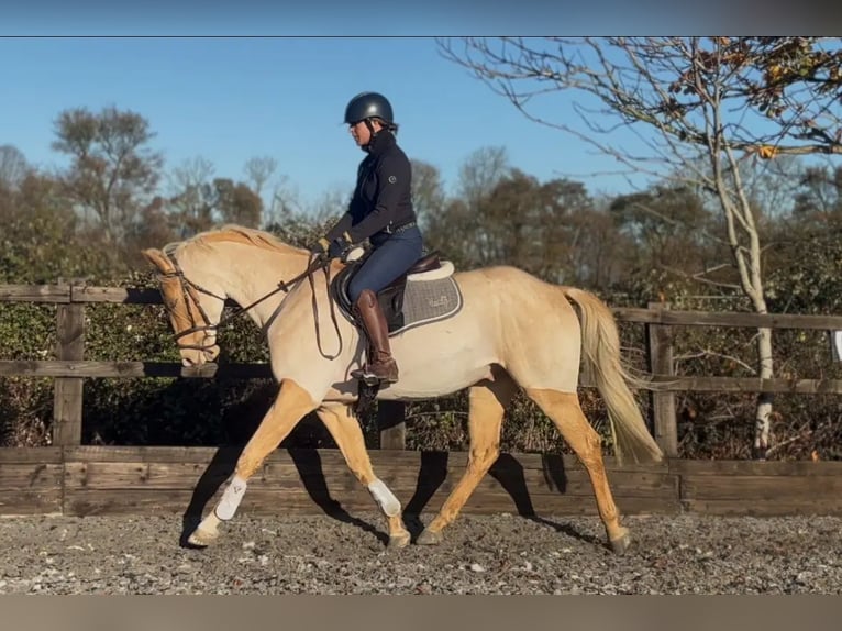 Palomino Wallach 8 Jahre 152 cm Palomino in Birmingham