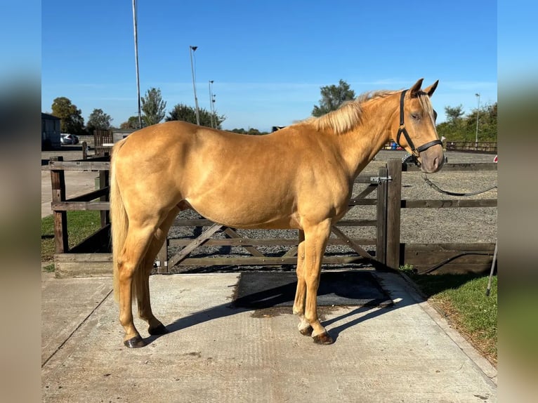 Palomino Wallach 8 Jahre 152 cm Palomino in Birmingham