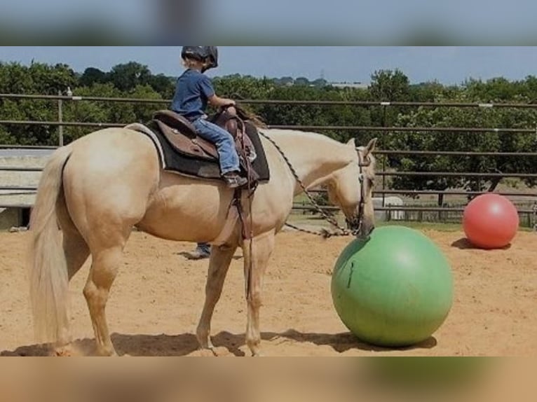 Palomino Wallach 8 Jahre 152 cm Palomino in Bristol