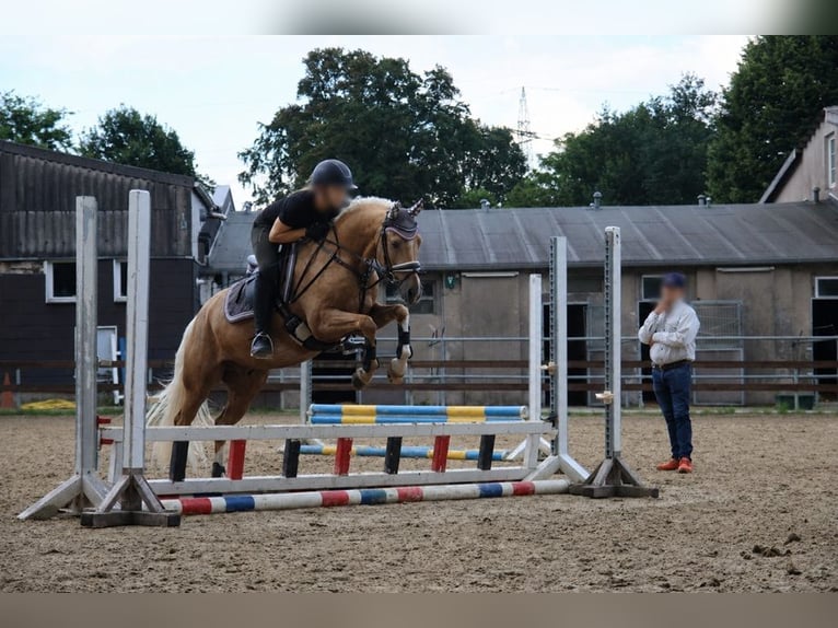 Palomino Wallach 9 Jahre 150 cm Palomino in Essen