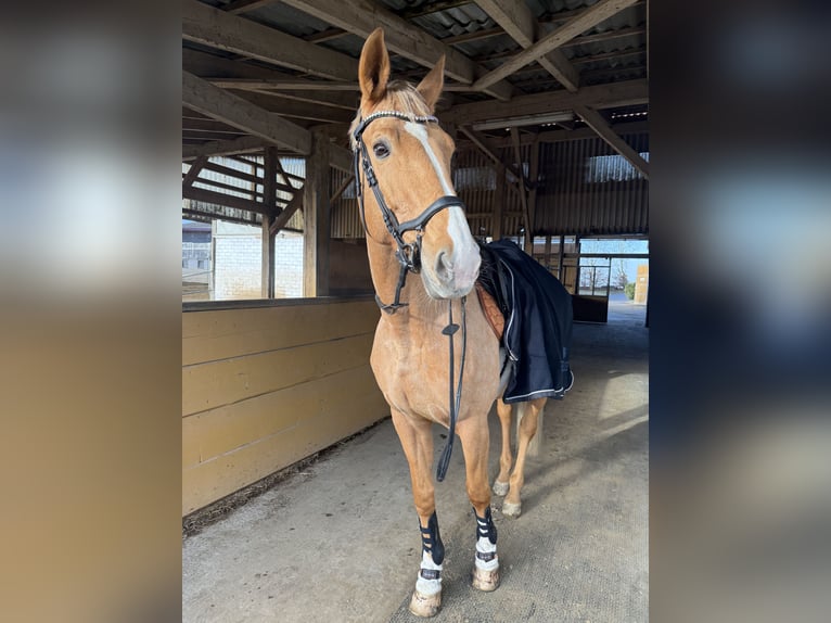 Palomino Yegua 11 años 170 cm  in Neunburg vorm Wald