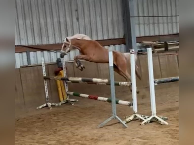 Palomino Yegua 19 años 143 cm Palomino in Neuenhaus