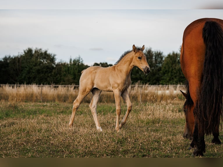 Palomino Yegua 1 año 157 cm Buckskin/Bayo in Thedinghausen