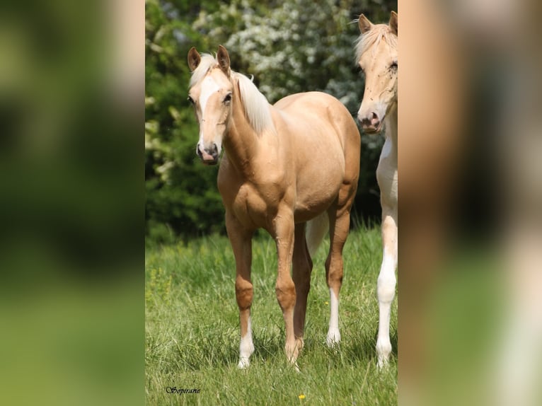 Palomino Yegua 1 año  in Le Thuel