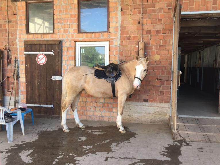 Palomino Mestizo Yegua 20 años 162 cm Palomino in Bebra