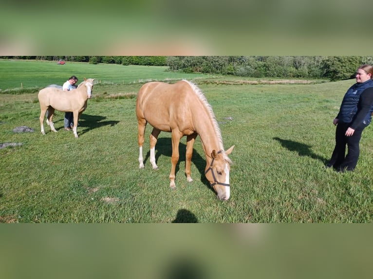Palomino Yegua 2 años 163 cm Palomino in Tjele