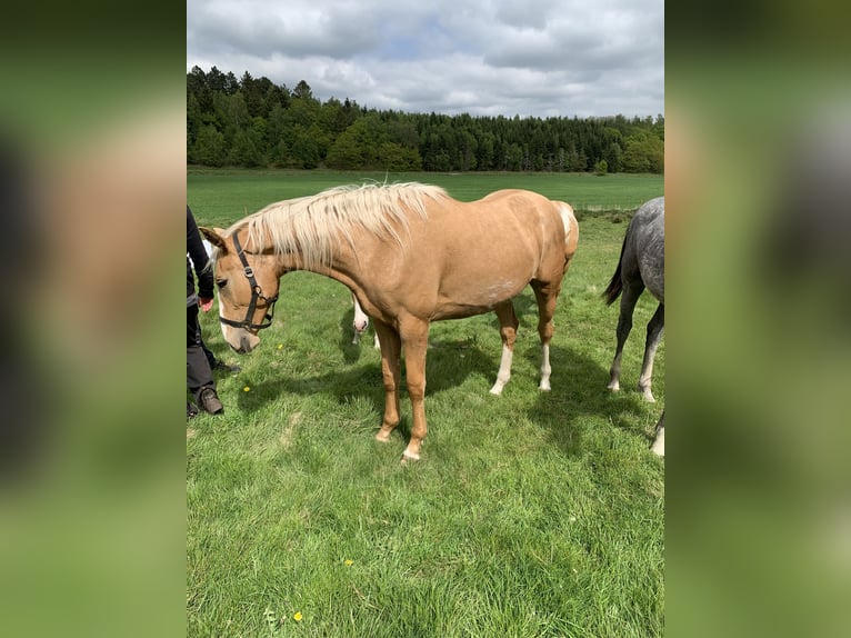 Palomino Yegua 2 años 163 cm Palomino in Tjele