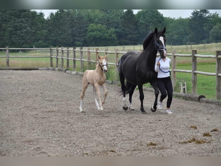 Palomino Yegua 2 años 163 cm Palomino in Tjele