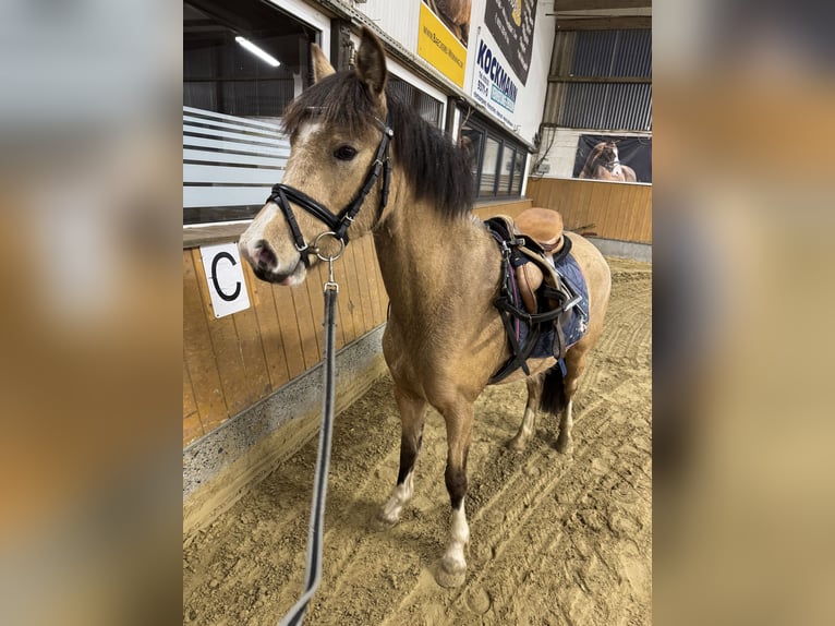 Palomino Yegua 3 años 135 cm Palomino in Emsdetten