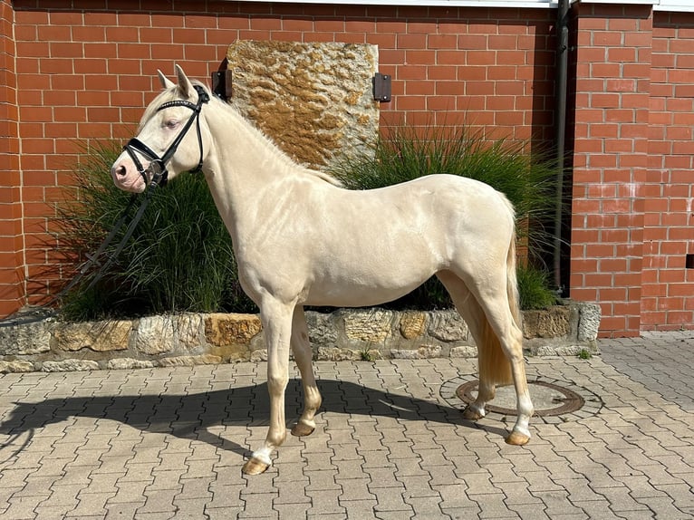 Palomino Yegua 3 años 141 cm Palomino in Porta Westfalica