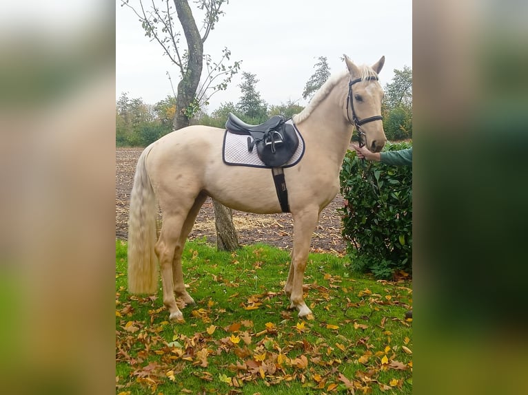 Palomino Yegua 3 años 160 cm Palomino in Neulehe