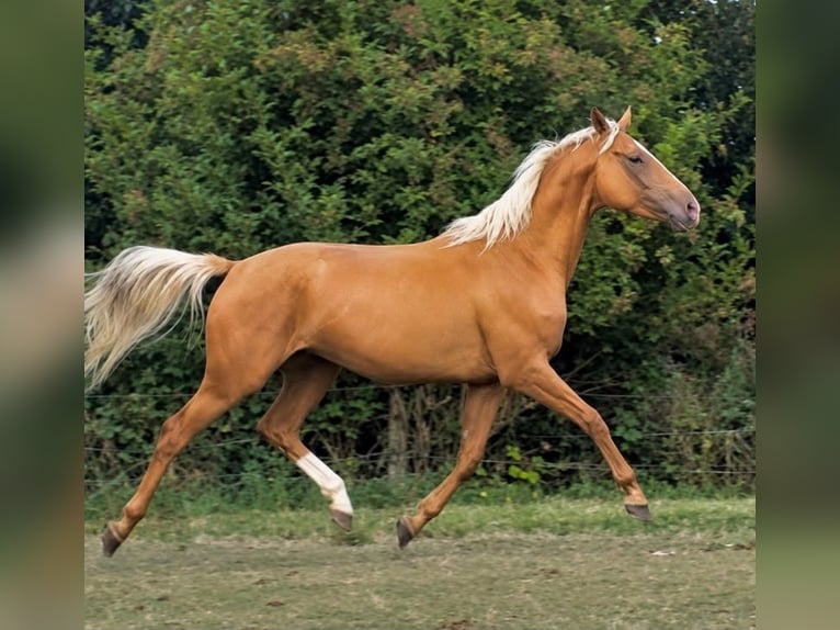 Palomino Yegua 3 años 163 cm Palomino in Flarupholz
