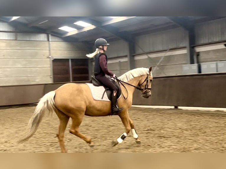 Palomino Yegua 4 años 152 cm Palomino in Rucphen