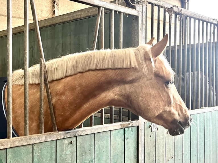 Palomino Yegua 4 años 152 cm Palomino in Rucphen