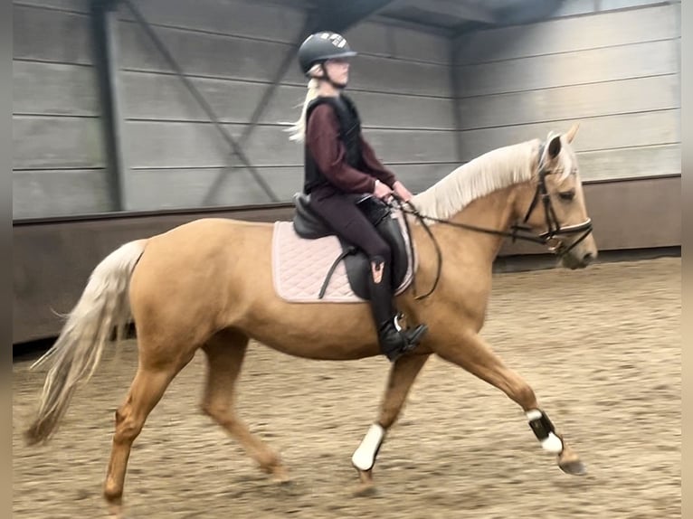 Palomino Yegua 4 años 152 cm Palomino in Rucphen