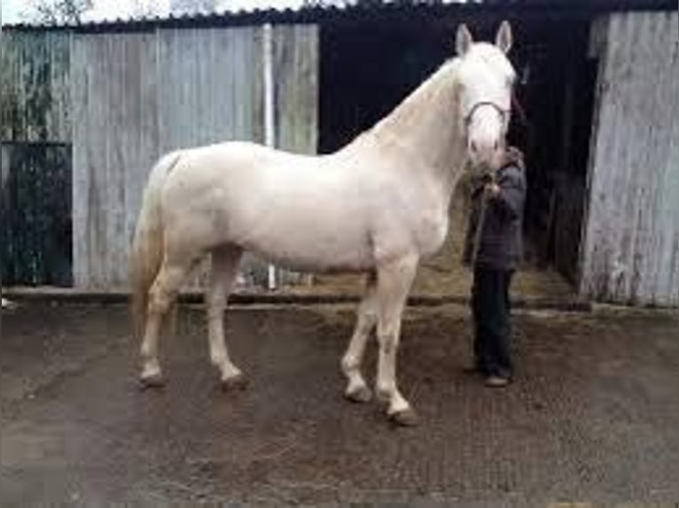 Palomino Yegua 4 años 168 cm Perla in Bocholt