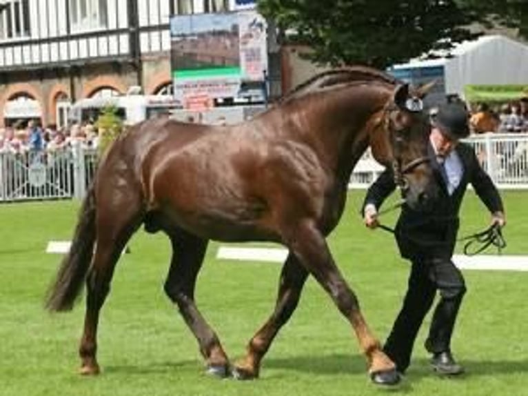 Palomino Yegua 4 años 168 cm Perla in Bocholt