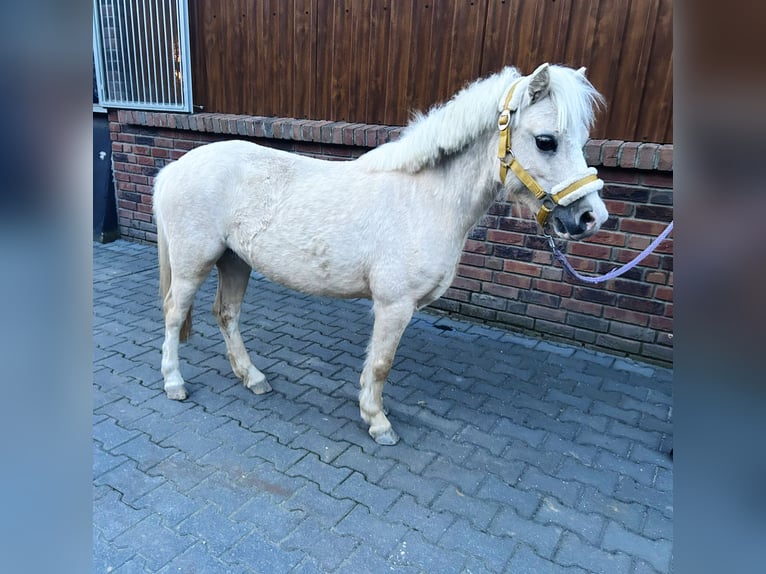 Palomino Yegua 6 años 115 cm Palomino in Kevelaer