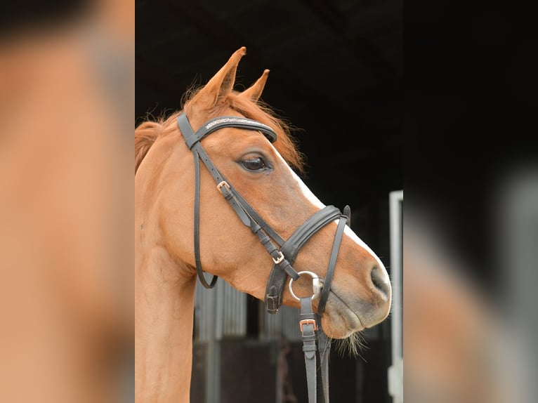 Palomino Yegua 6 años 145 cm Alazán in Geilenkirchen