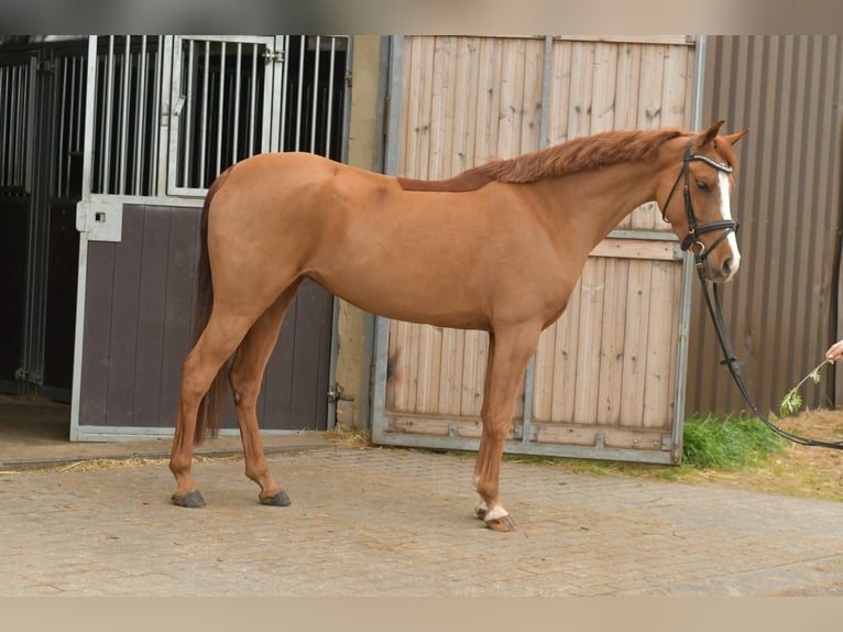 Palomino Yegua 6 años 145 cm Alazán in Geilenkirchen