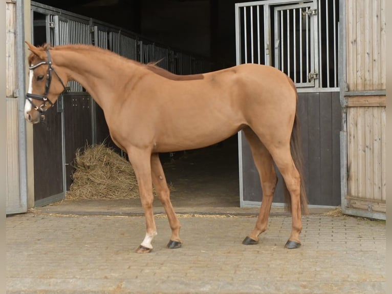 Palomino Yegua 6 años 145 cm Alazán in Geilenkirchen
