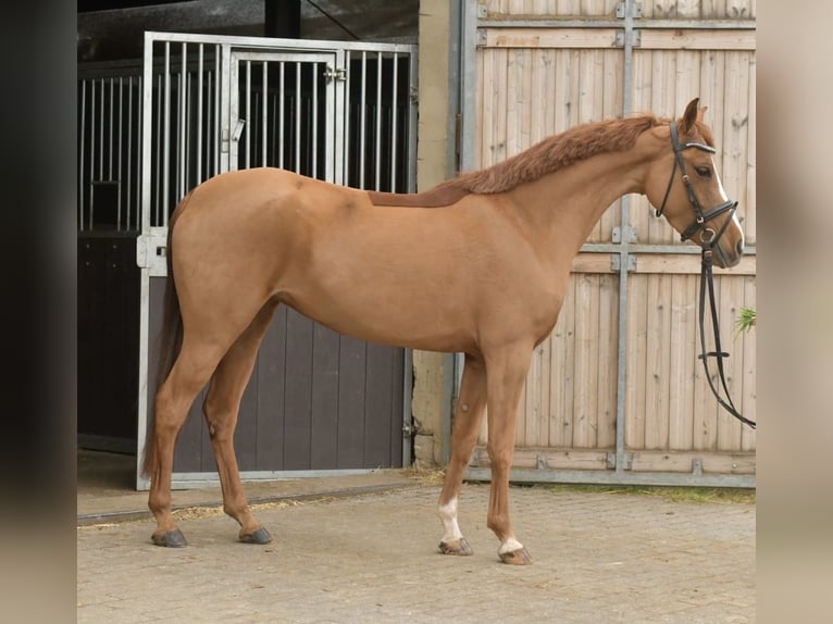 Palomino Yegua 6 años 145 cm Alazán in Geilenkirchen