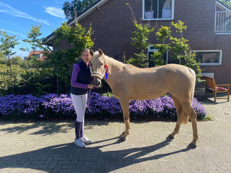 Palomino Yegua 9 años 148 cm Palomino in Meijel