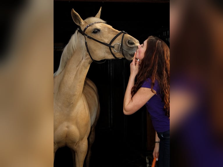 Palomino Yegua 9 años 148 cm Palomino in Meijel