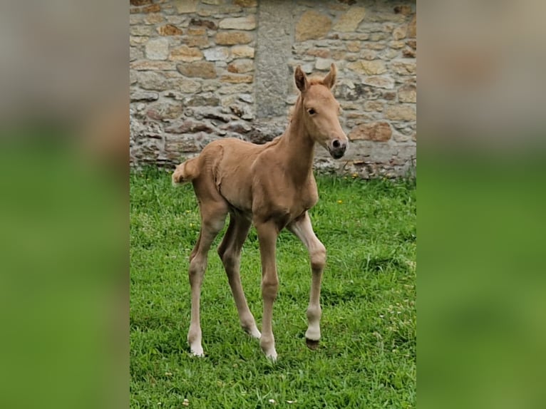 Palomino Mestizo Yegua  160 cm Palomino in Ferrol